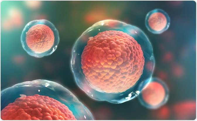 stem cells Adult Repair Stem Cells: The Vision Regenerators